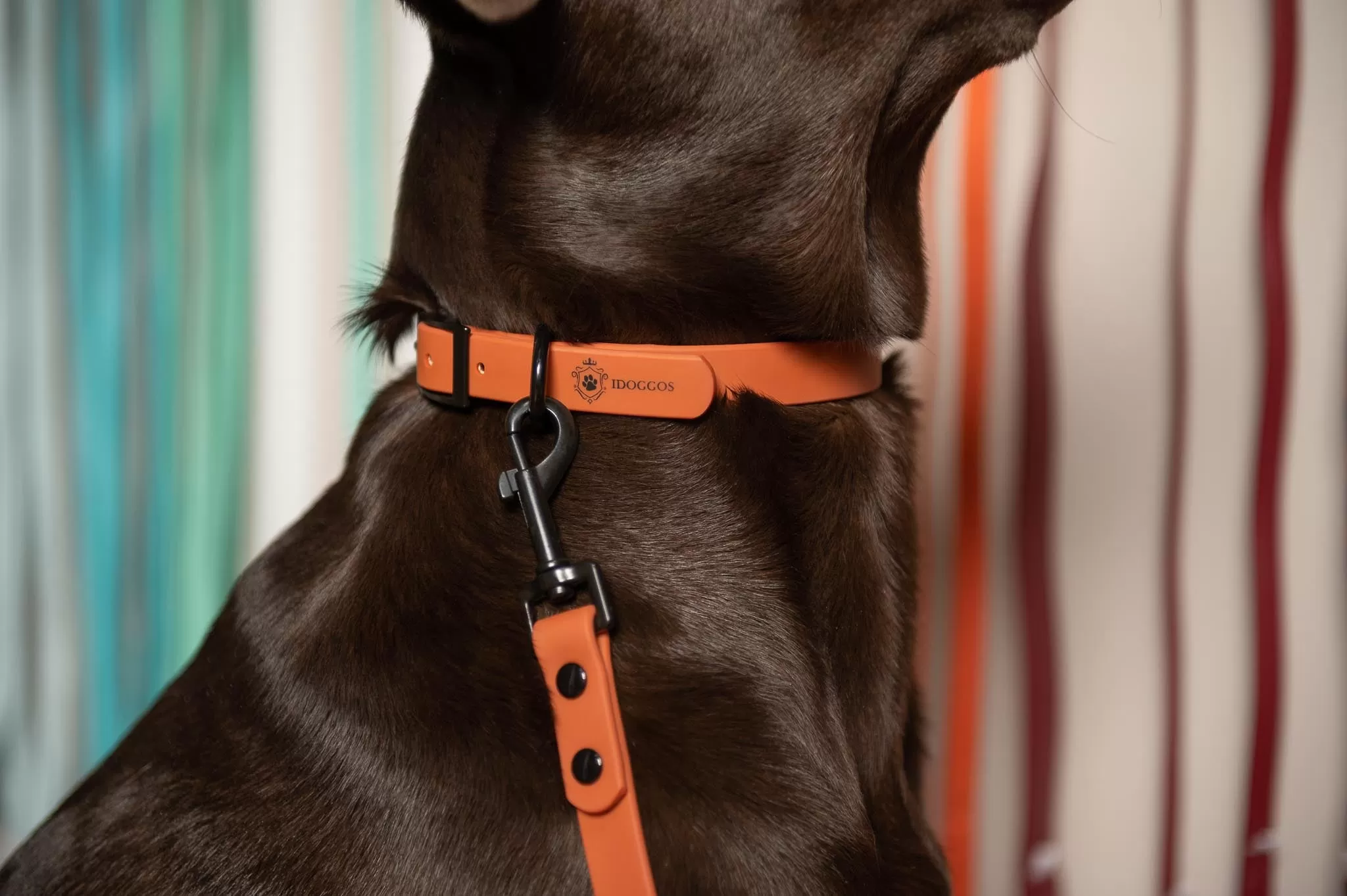 Cacao Collar & Leash Set